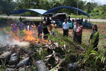 Masyarakat Pekebun Waspadai Bibit Sawit Palsu
